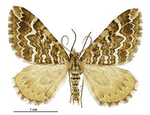 Asaphodes clarata male.jpg