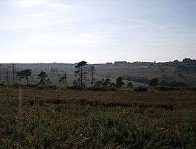 Ashdown Forest View.jpg