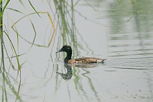 Aythya baeri female.jpg