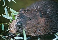 Beaver.jpg