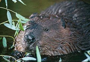 Beaver