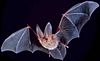 Big-eared-townsend-fledermaus.jpg