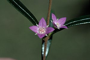 Boronia excelsa.jpg