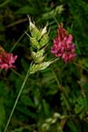 Bromus interruptus and sainfoin.jpg