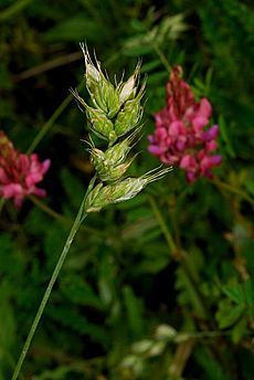 Bromus interruptus and sainfoin