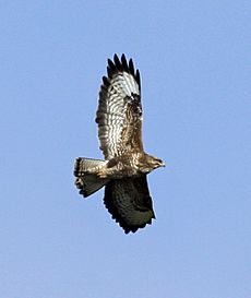 Buzzard UK09