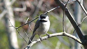 Carolina Chickadee-27527