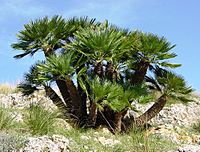 Chamaerops humilis (Zingaro)016