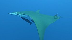 Chilean Devil Ray.jpg