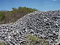 Conch graveyard