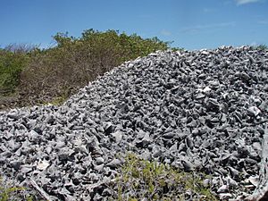 Conch graveyard