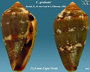 Conus grahami 1.jpg