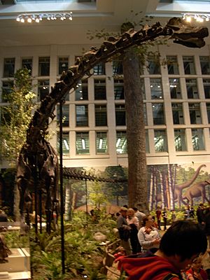 Diplodocus at the CMNH 2