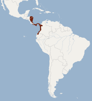 Distribution of Hoplomys gymnurus.png