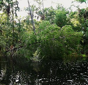 Drayton island-st. johns river