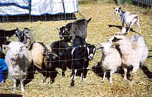 goats of various colours behind a wire fence