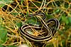 Eastern Ribbon Snake.jpg