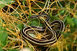 Eastern Ribbon Snake.jpg