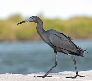 Egretta caerulea -Cananeia, Sao Paulo, Brasil-8.jpg