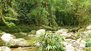 EnvolVert-ForetPrimaire-Colombie-SierraNevadaDeSantaMarta-2011-2