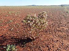 Eremophila reticulata (habit 1)