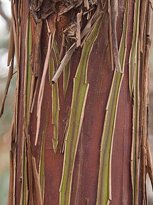 Eucalyptus crucis bark