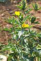 Flower bud of prickly poppy