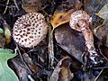 GT Lepiota cf hystrix