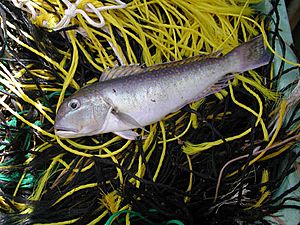 Great northern tilefish