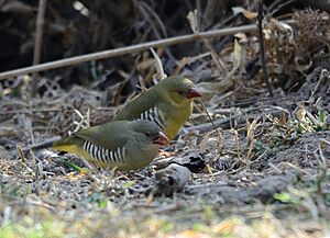 Green Munia pair.jpg