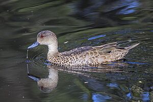 Grey teal (Anas gracilis) Adelaide