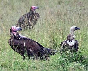 Lappet-faced vultures (left) and a white-backed vulture