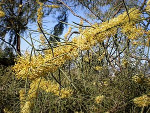 Hakea recurva 2c.JPG