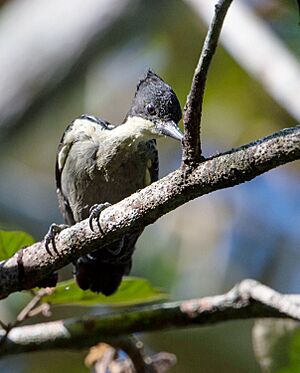 Heart Spotted Woodpecker (male).jpg