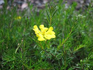 Hibbertia pedunculata