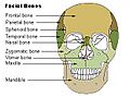 Illu facial bones