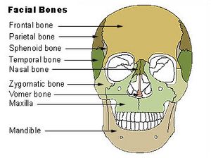 Illu facial bones