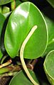 Inflorescence Peperomia obtusifolia