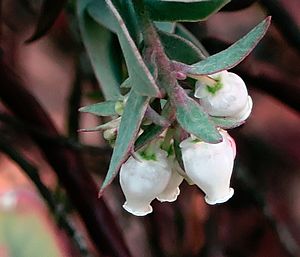 J20171207-0040—Arctostaphylos luciana—RPBG—DxO (38014740295).jpg