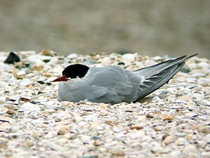 Kuestenseeschwalbe-Kniepsand