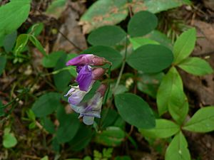 Lathyrus nevadensis 10034.JPG