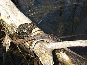 Leopard Frogs at Reinstein Woods