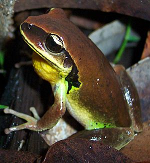 Litoria brevipalmata.JPG