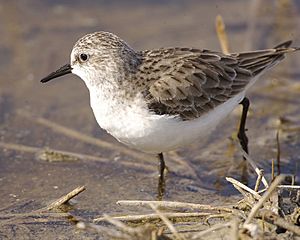 Little Stint (Calidris minuta) 2.jpg