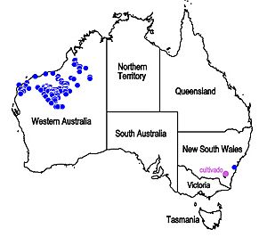 Map.Dicrastylis cordifolia.jpg