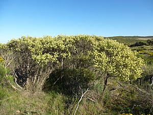 Melaleuca concreta (habit).JPG