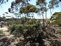 Melaleuca podiocarpa (habit)