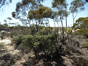 Melaleuca podiocarpa (habit).JPG