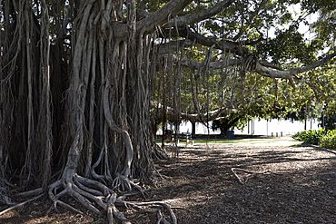 Mowbray Park tree.jpg