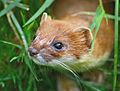 Mustela Erminea head